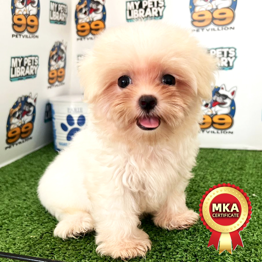 MKA Maltese Puppy (Male) For Sale