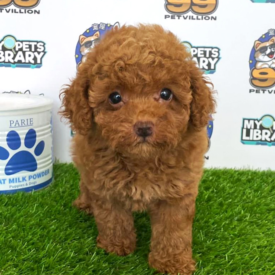 Toy Poodle Puppy (Female) For Sale