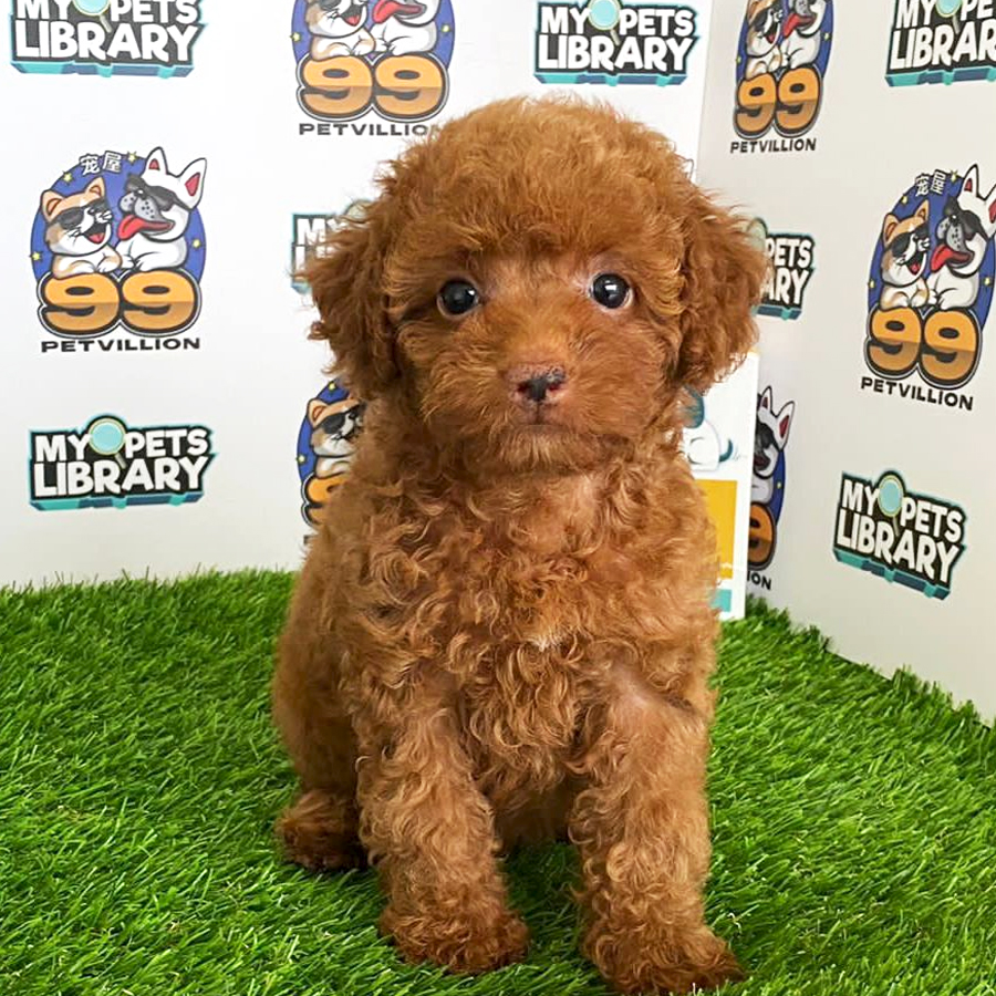 Toy Poodle Puppy (Female) For Sale