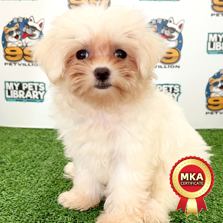 MKA Maltese Puppy (Female) For Sale