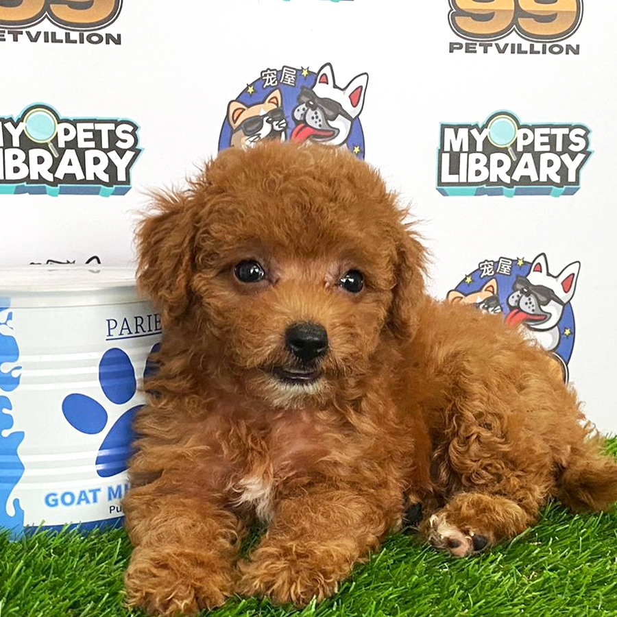 Toy Poodle Puppy (Female) For Sale