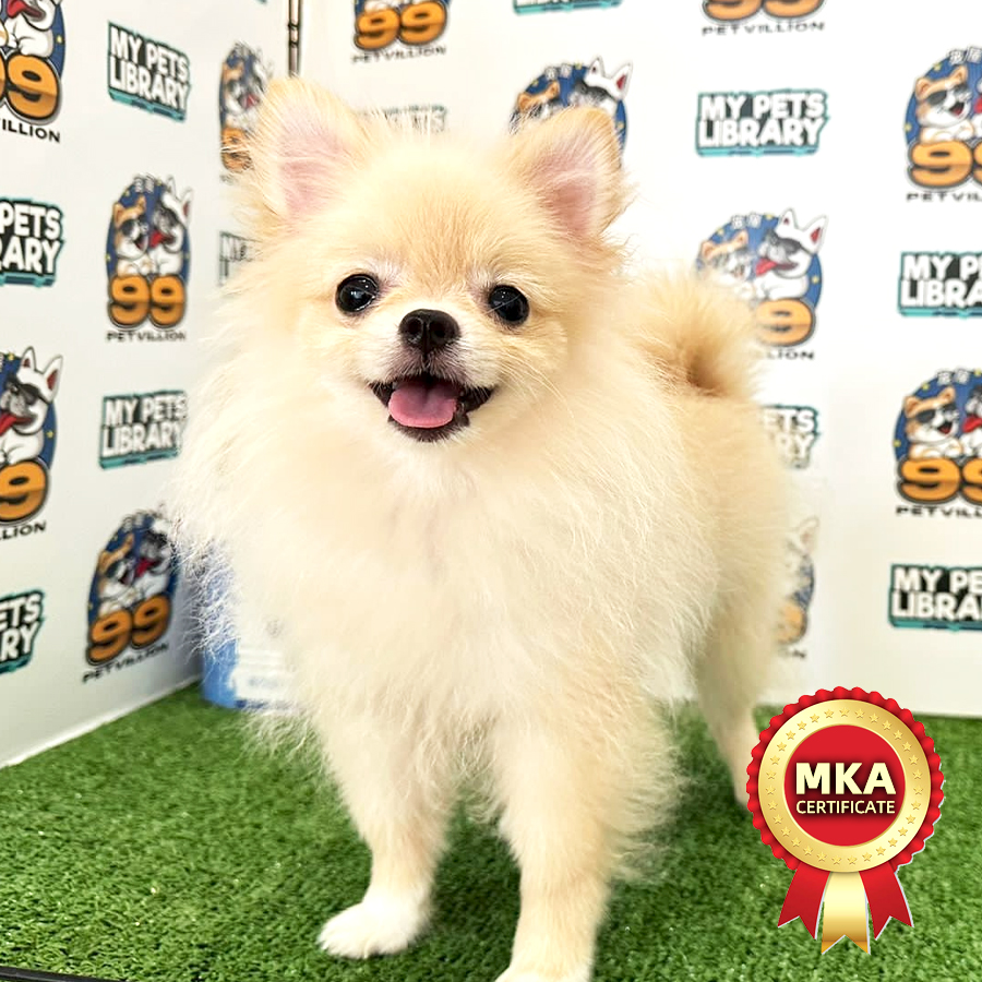 MKA Tiny Pomeranian Puppy (Male) For Sale