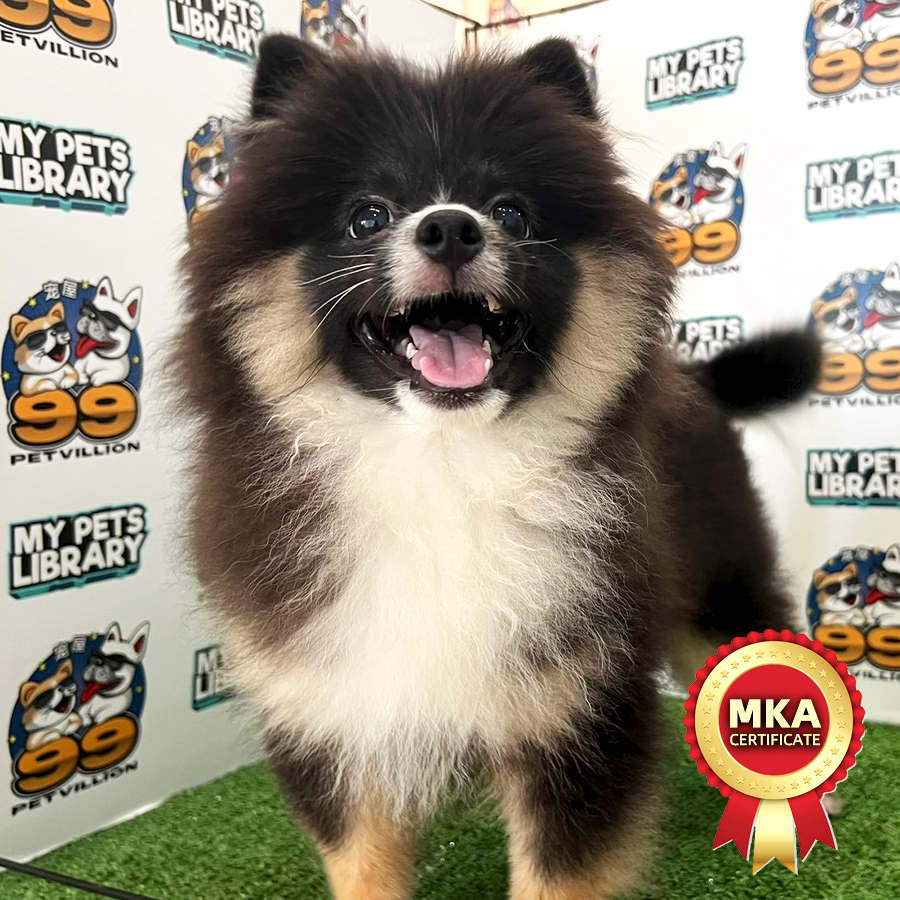 MKA Tiny Pomeranian Puppy (Male) For Sale