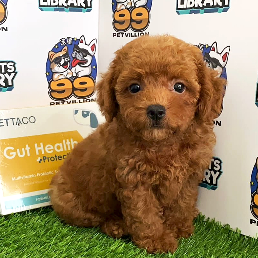 Toy Poodle Puppy (Male) For Sale