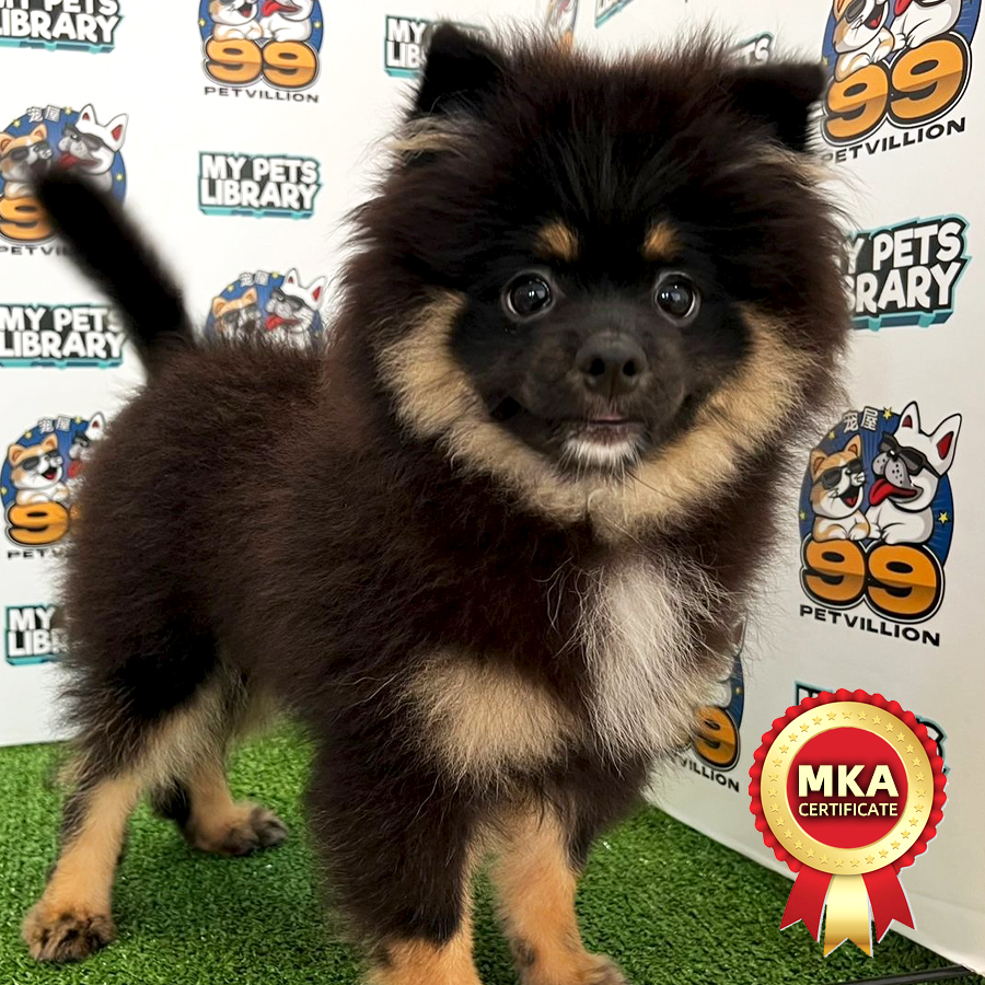 MKA Tiny Pomeranian Puppy (Male) For Sale