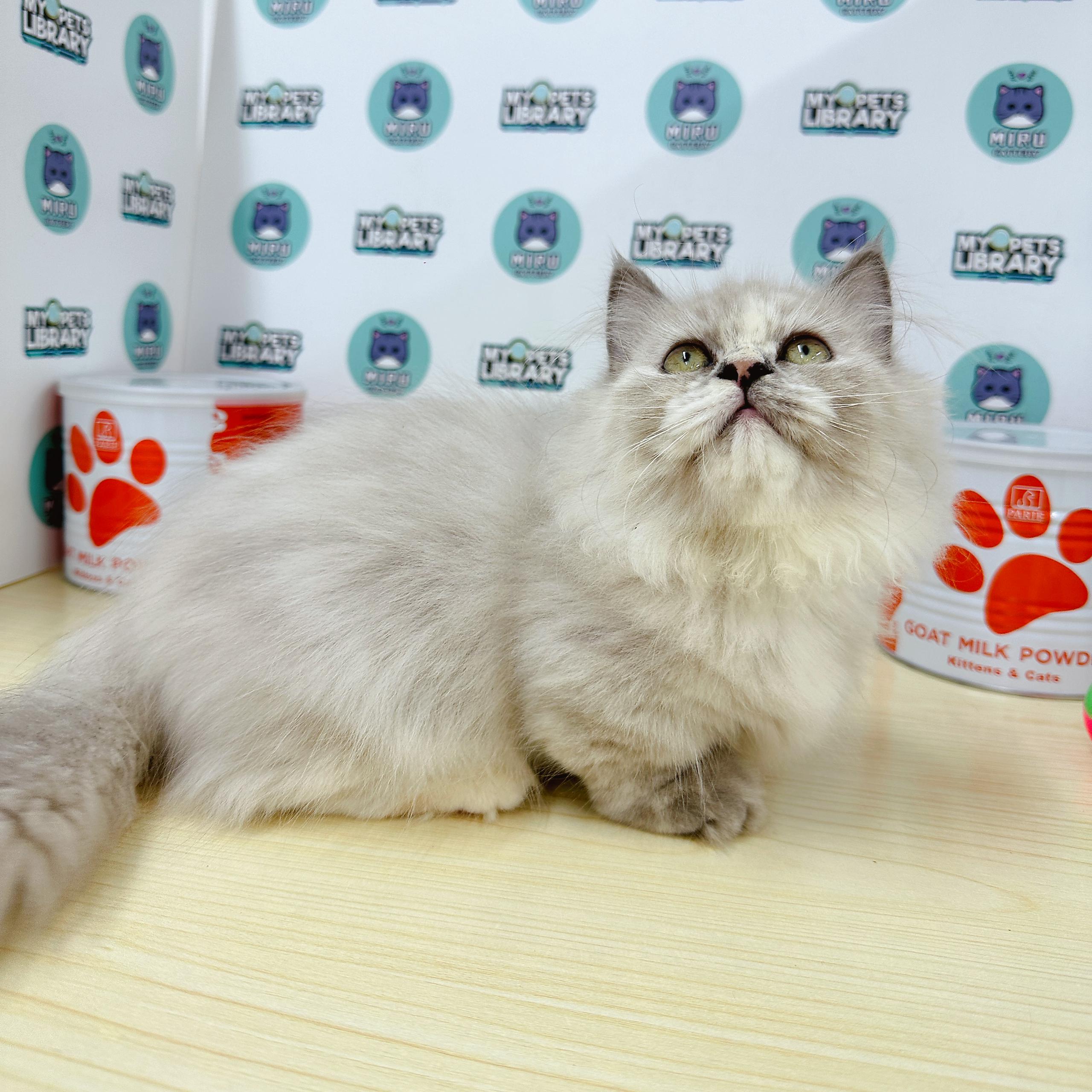 Munchkin Longhair Super Short Kitten (Female) For Sale
