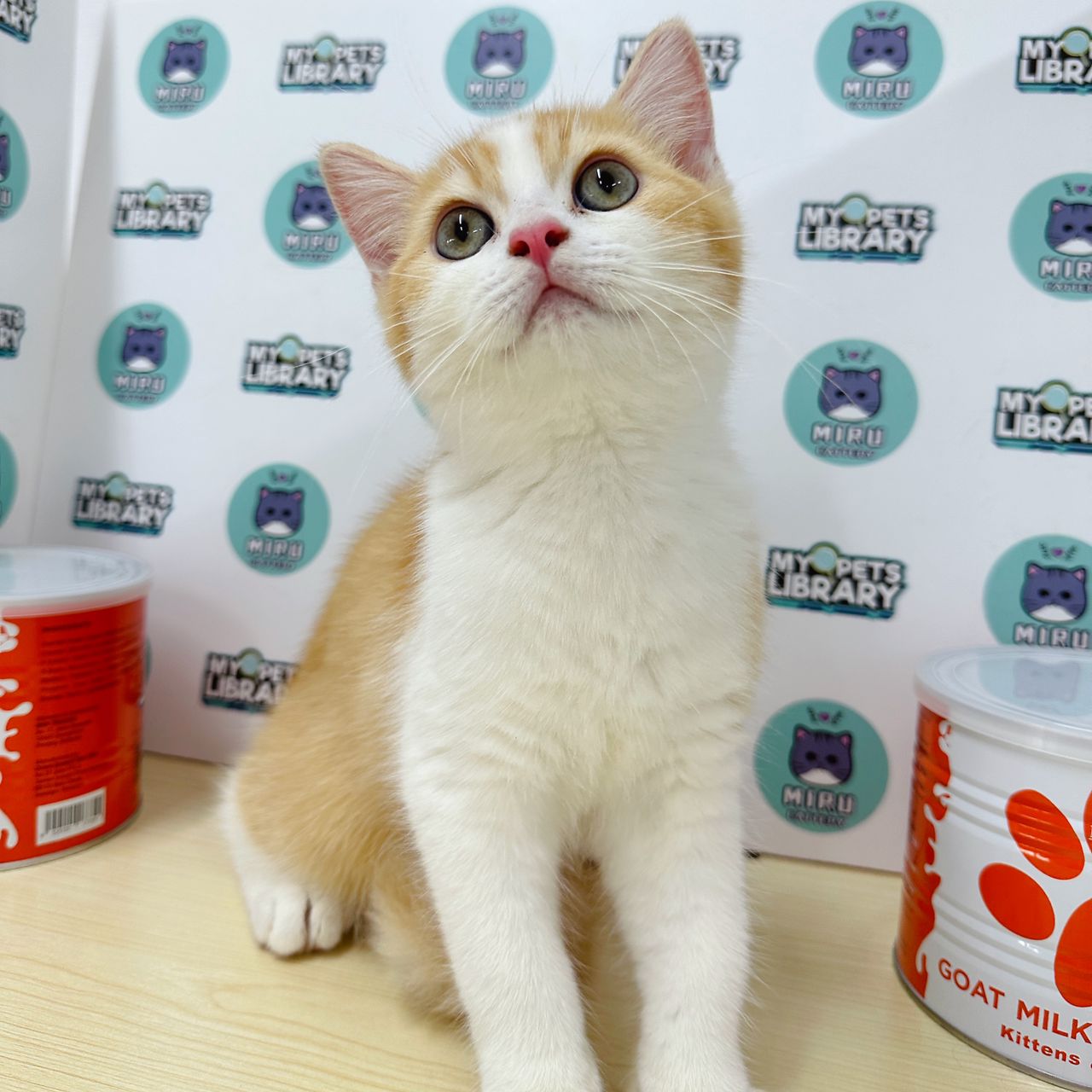 Persian Britishshorthair Kitten (Male) For Sale