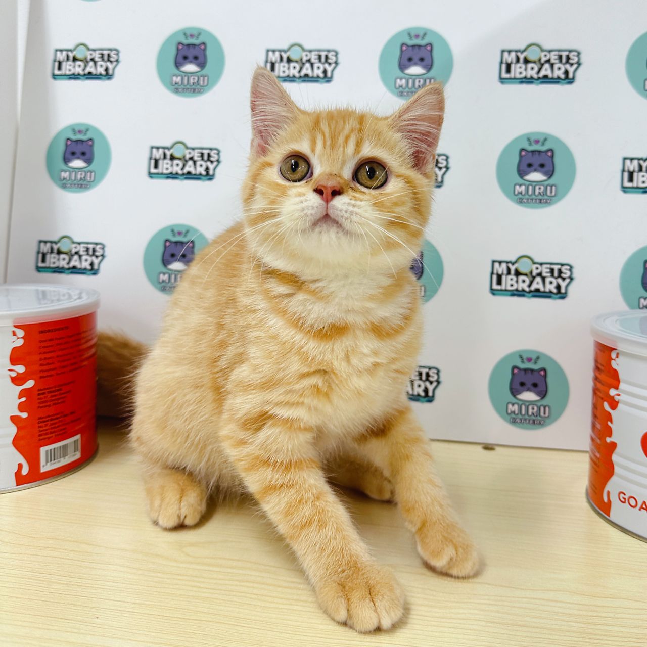Persian Britishshorthair Kitten (Male) For Sale