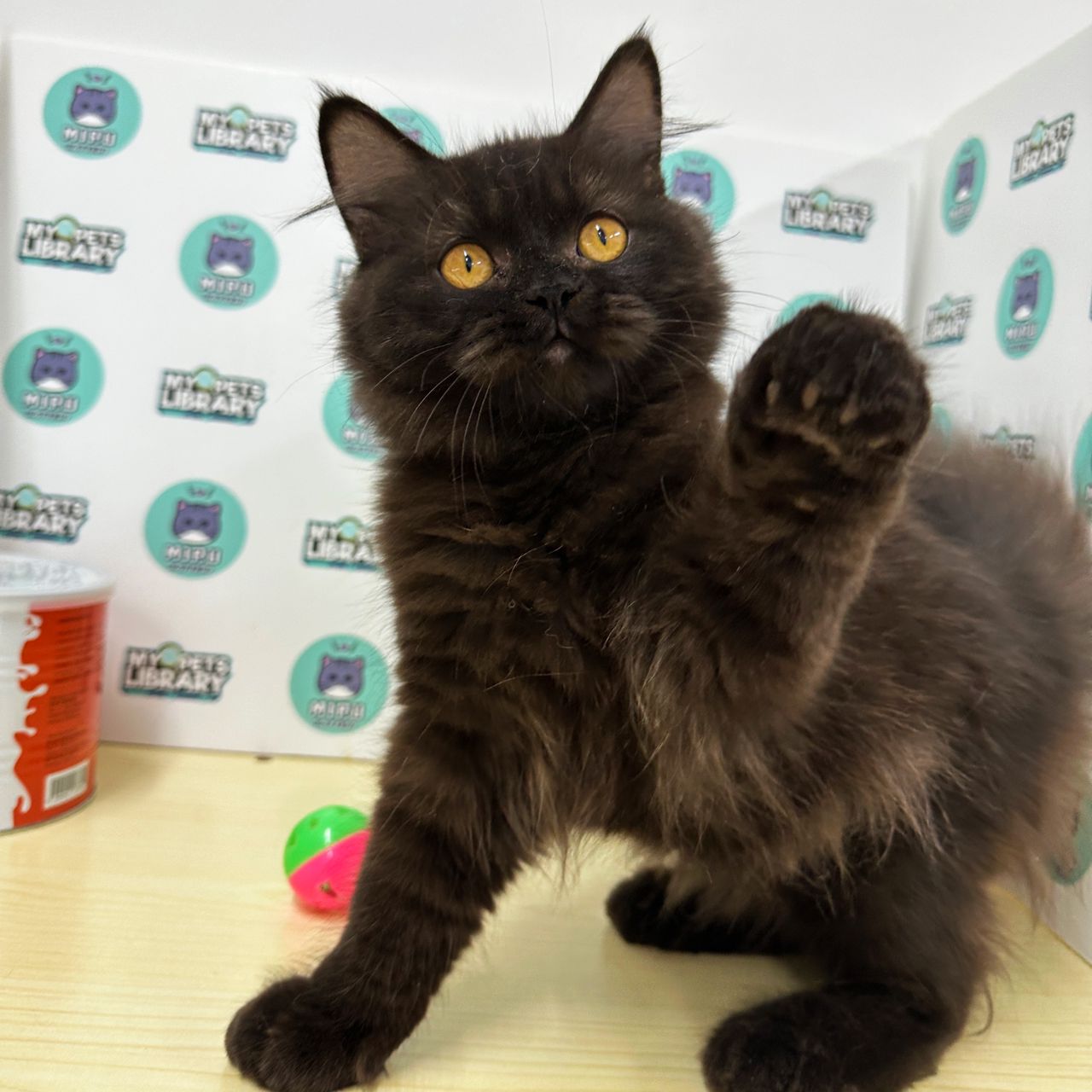 Munchkin Longhair Kitten (Male) For Sale
