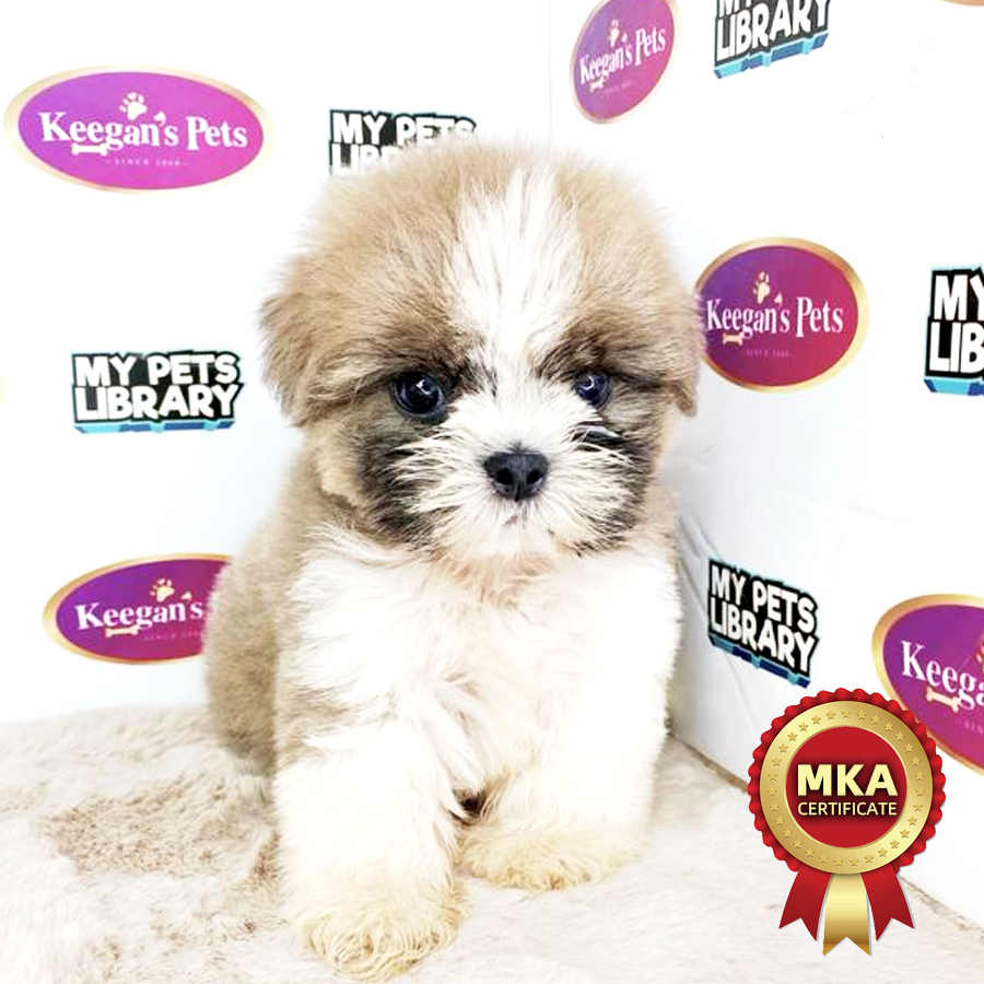 MKA Shih Tzu Puppy (Male) For Sale