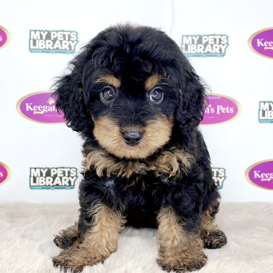 Cavapoo Puppy (Male) For Sale