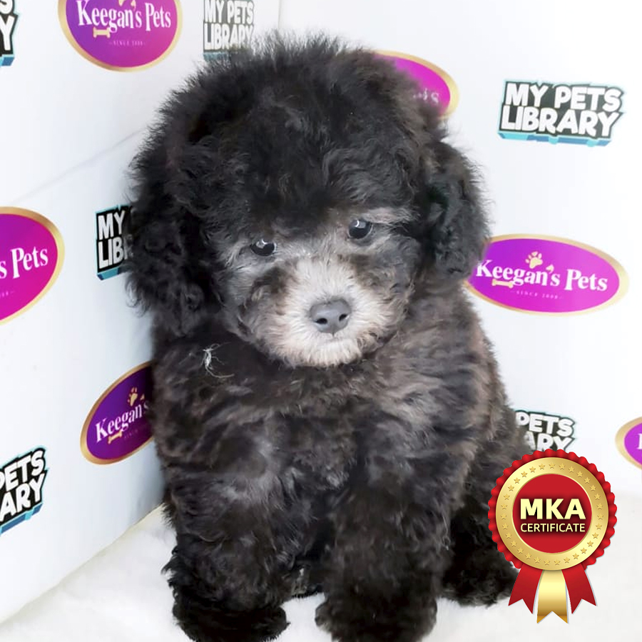 MKA Tiny Poodle Puppy (Male) For Sale