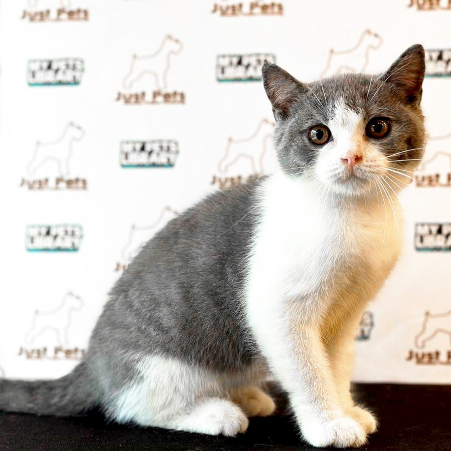 British Shorthair Kitten (Female) For Sale