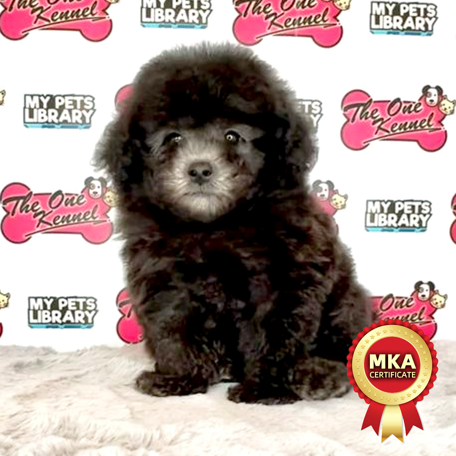 MKA Tiny Poodle Puppy (Male) For Sale