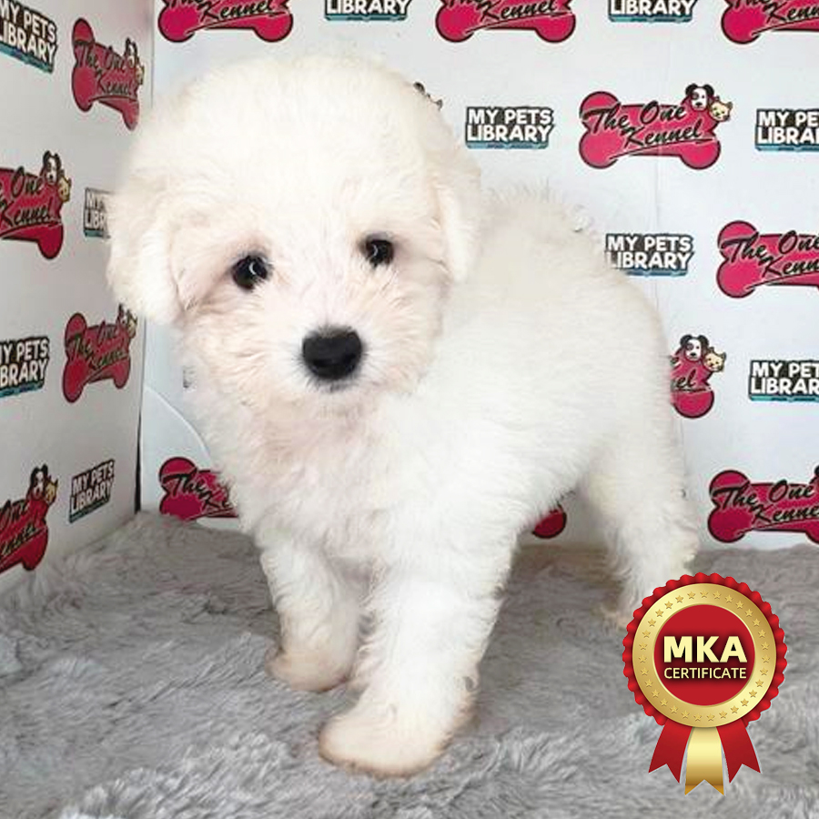 MKA Bichon Frise Puppy (Female) For Sale