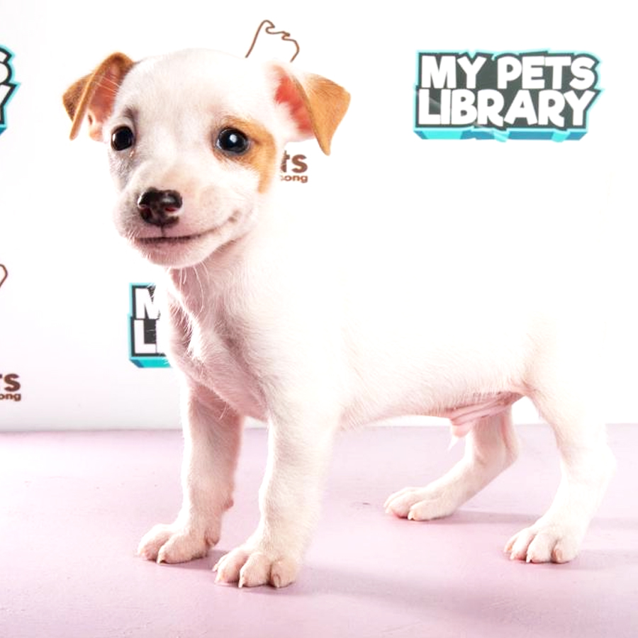 Jack Russell Puppy (Male) For Sale