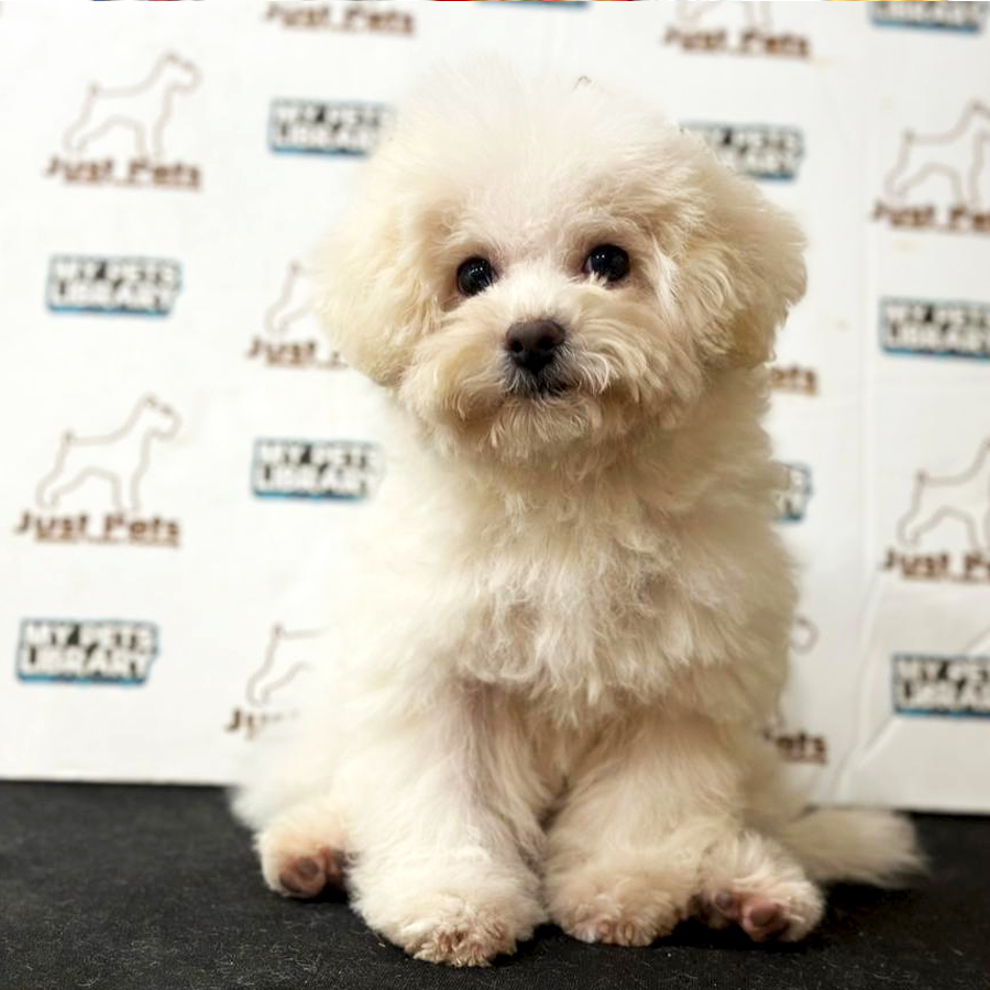 Bichon Frise Puppy (Male) For Sale