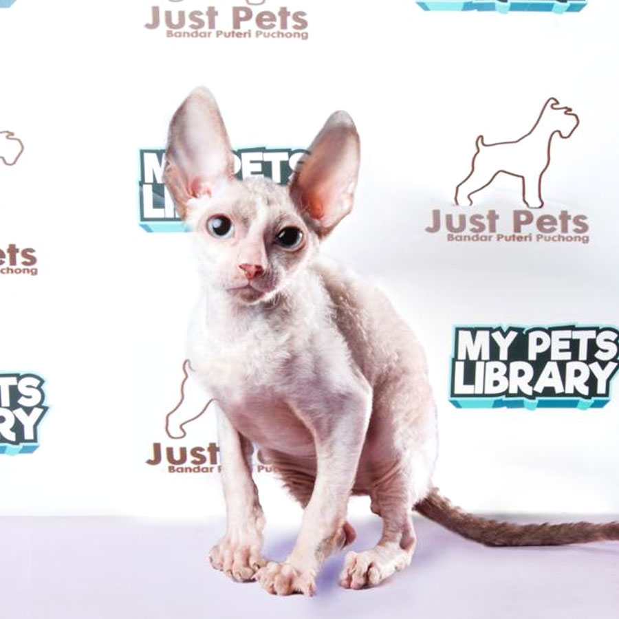 Cornish Rex Kitten (Male) For Sale