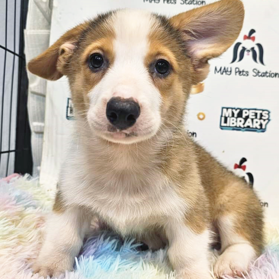 Welsh Corgi Puppy (Male) For Sale
