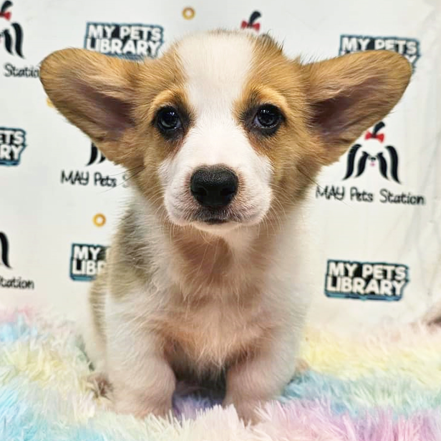 Welsh Corgi Puppy (Female) For Sale