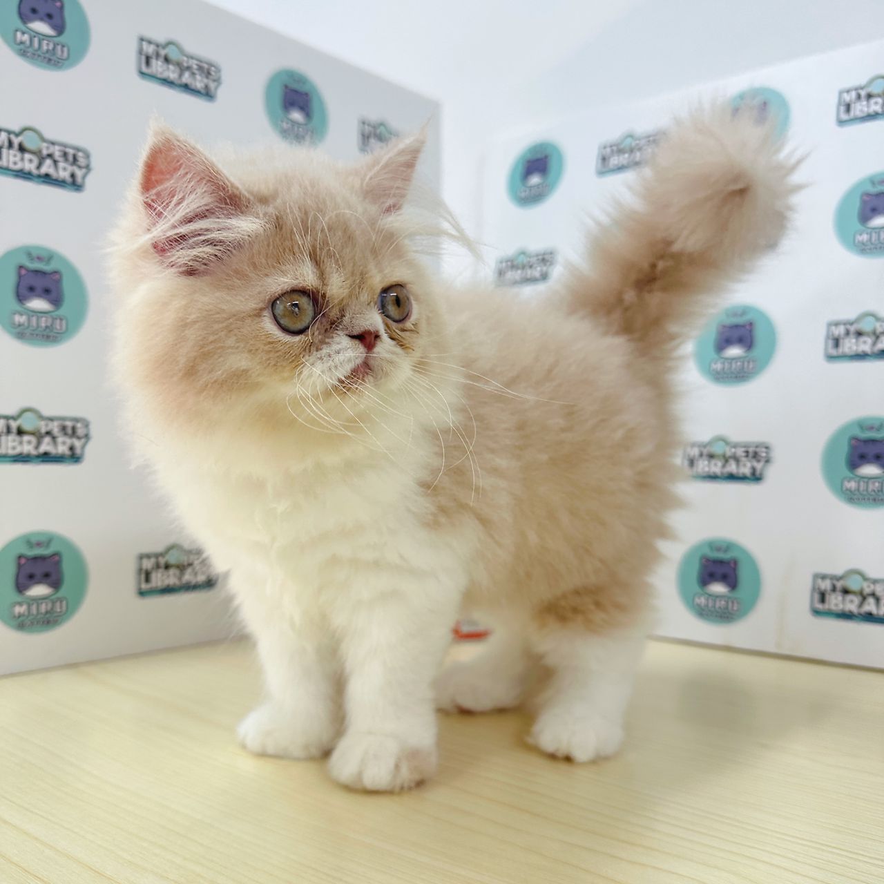 Persian Kitten (Female) For Sale