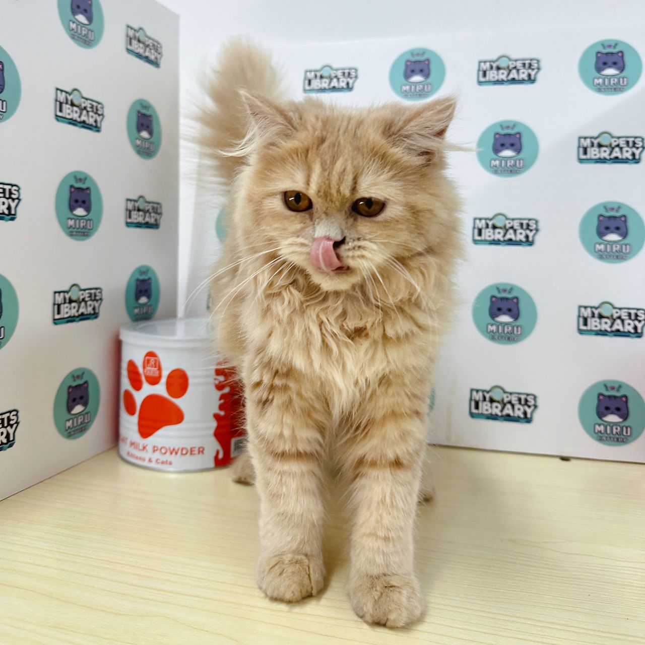 Persian BLH Kitten (Female) For Sale