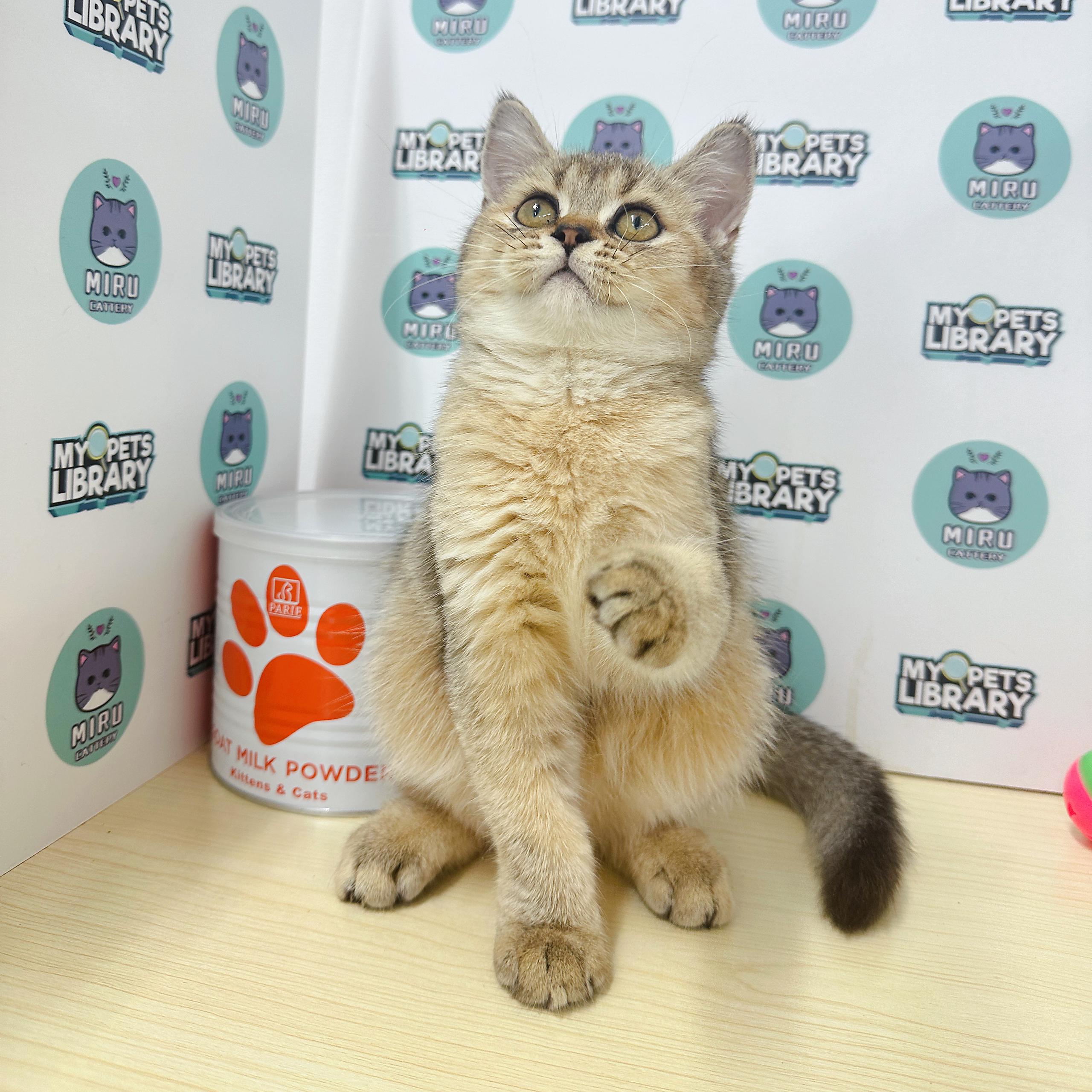 British Shorthair Kitten (Female) For Sale