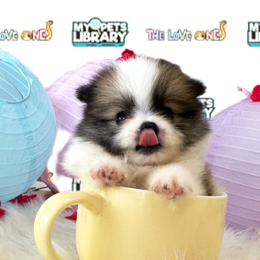 Tiny Teacup Pomeranian Puppy (Female) For Sale