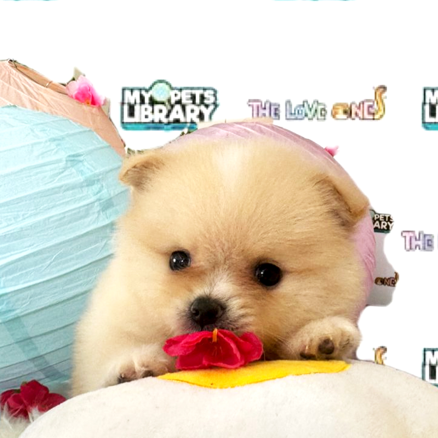 Tiny Pomeranian Puppy (Male) For Sale