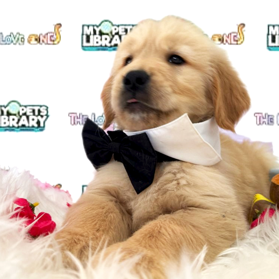 Golden Retriever Puppy (Male) For Sale