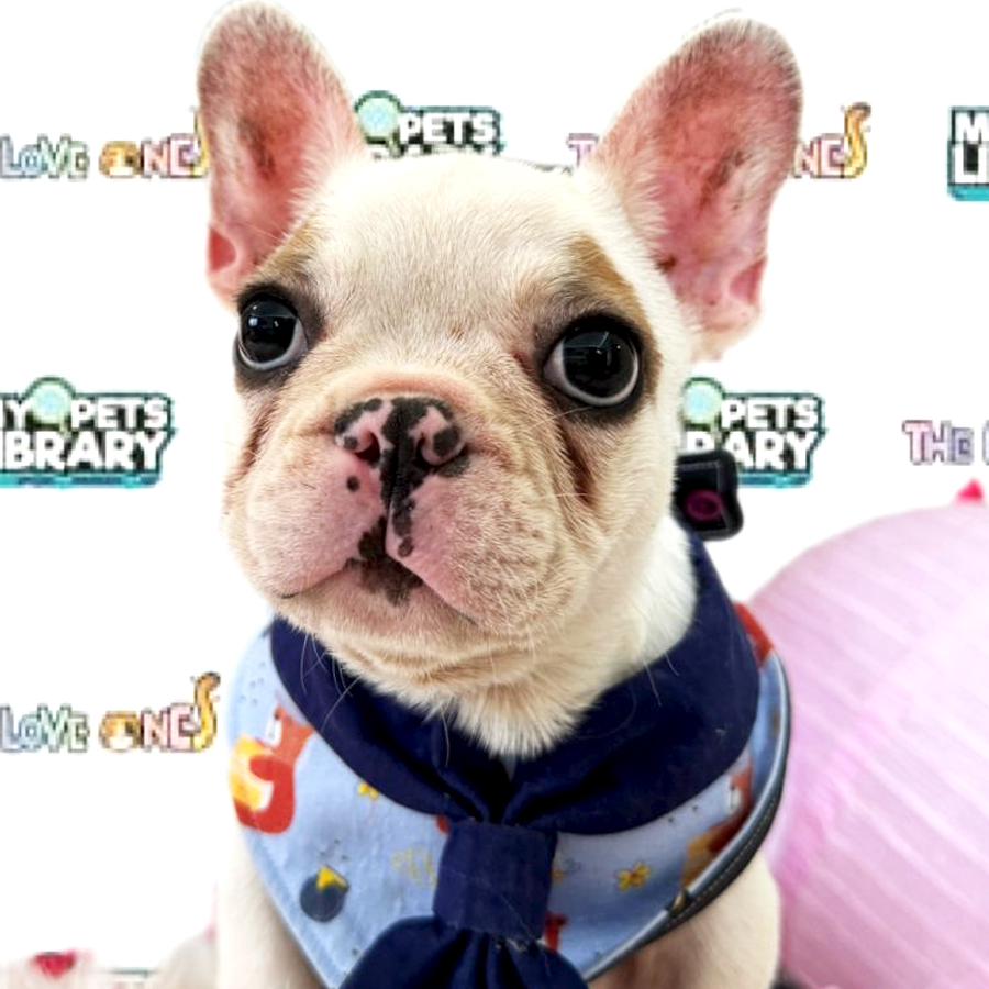 French Bulldog Puppy (Male) For Sale