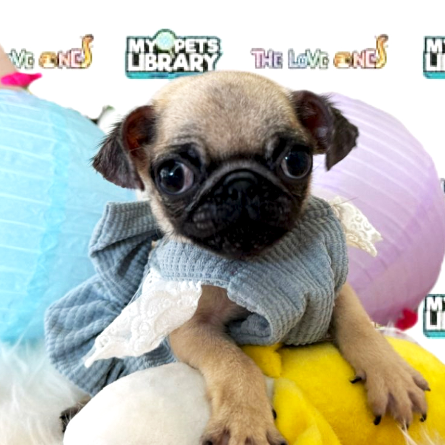 Baby Pug Puppy (Female) For Sale