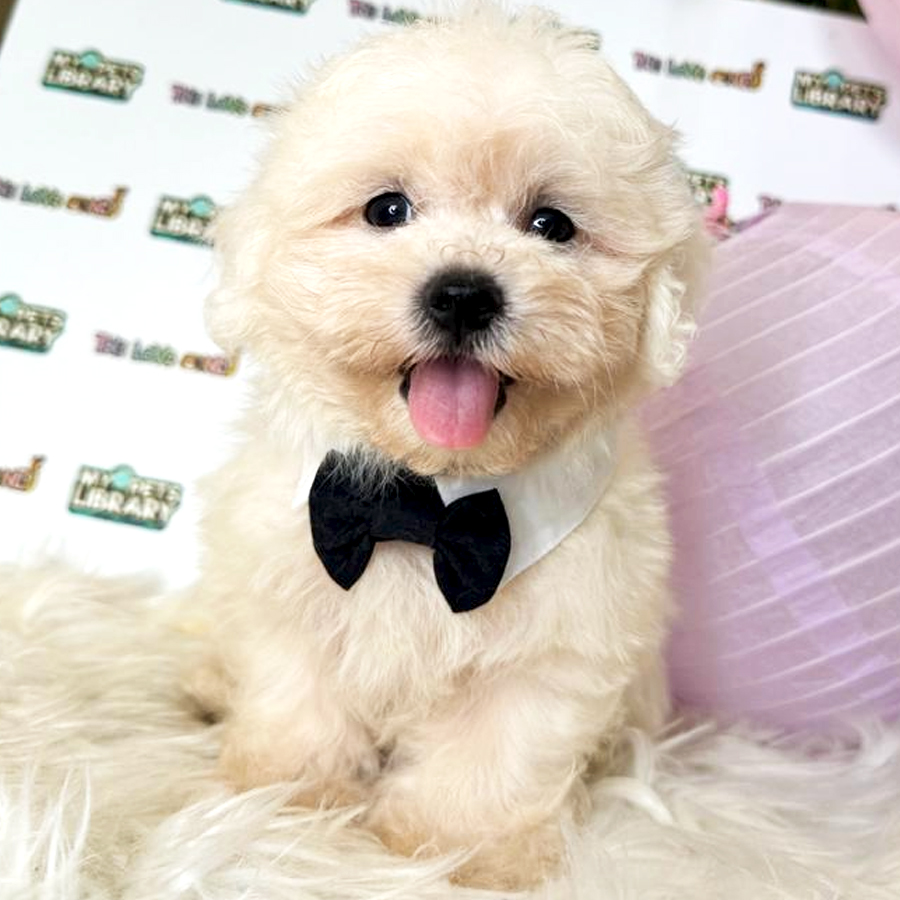 Maltese Puppy (Male) For Sale
