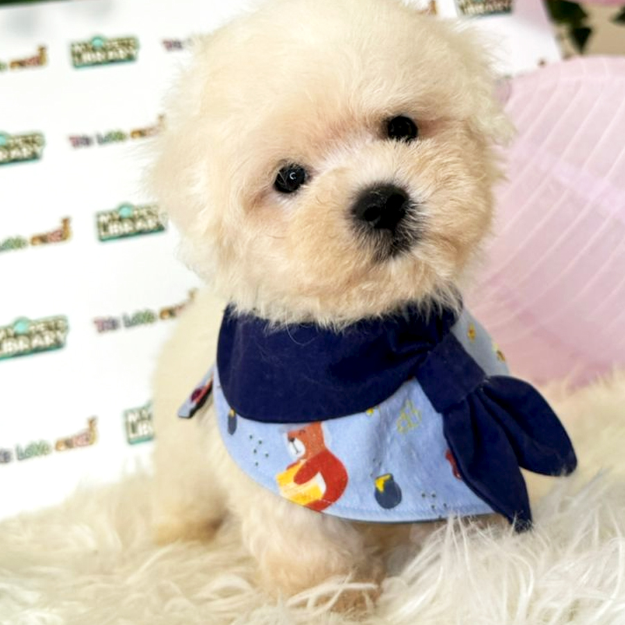 Maltese Puppy (Male) For Sale