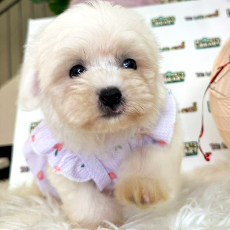 Maltese Puppy (Female) For Sale