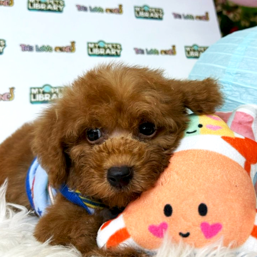 Tiny Toy Poodle Puppy (Male) For Sale