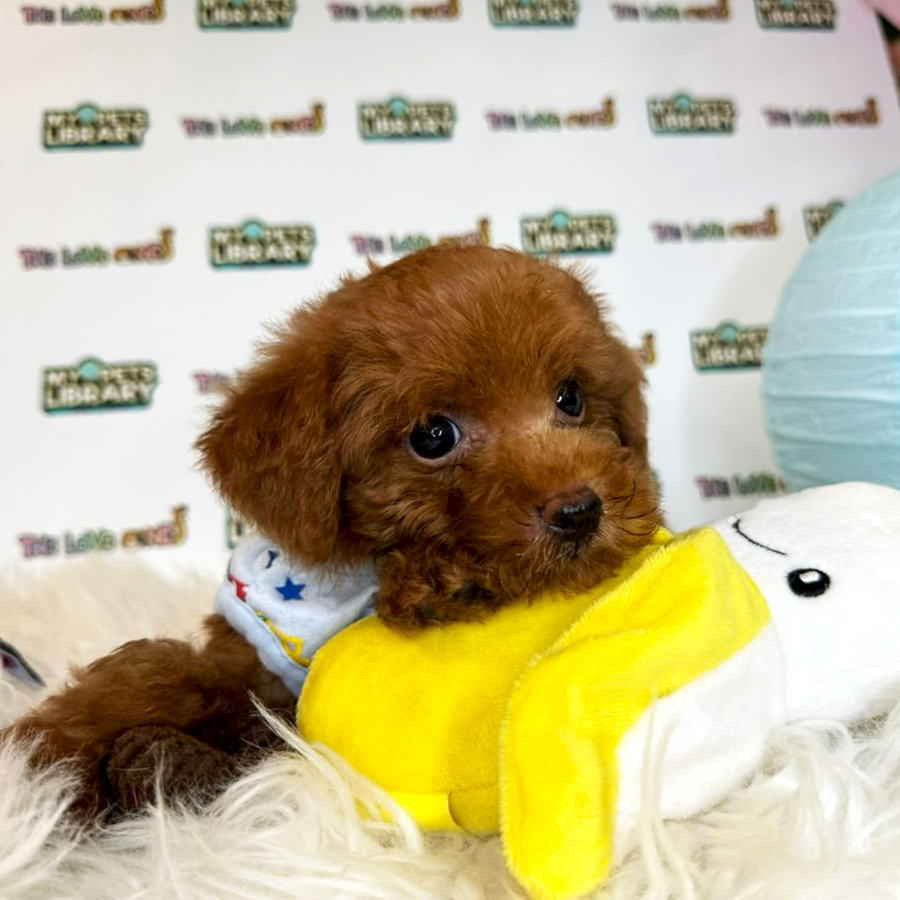 Tiny Toy Poodle Puppy (Male) For Sale