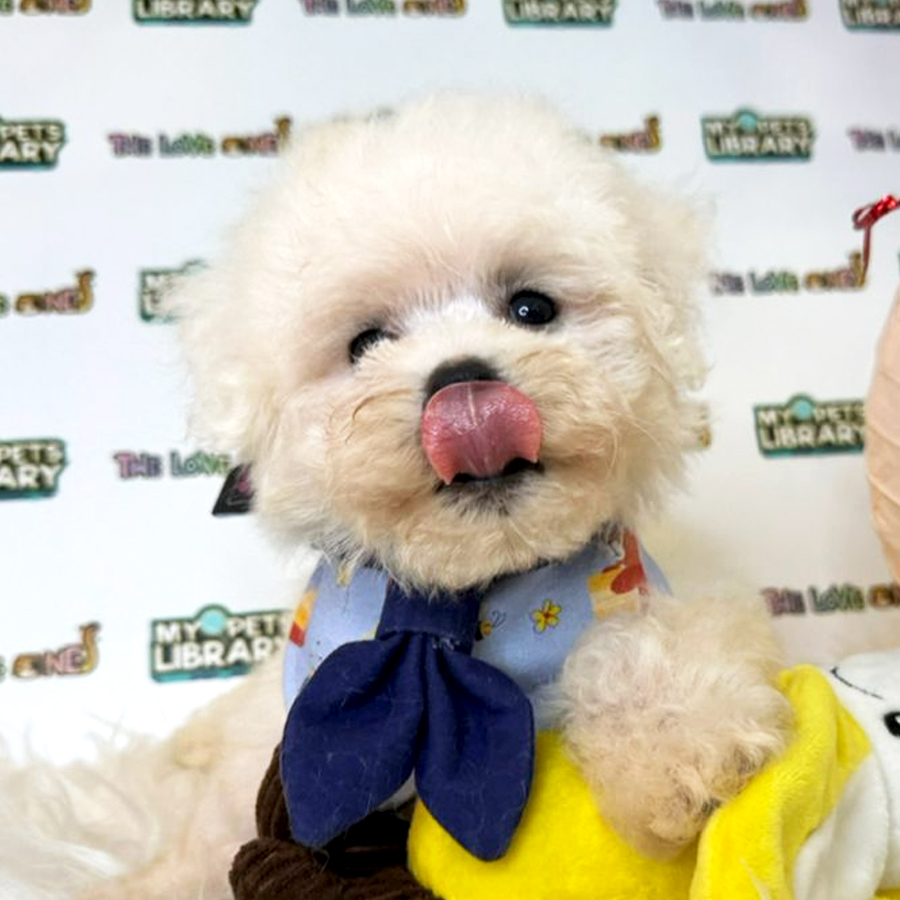 Bichon Frise Puppy (Male) For Sale