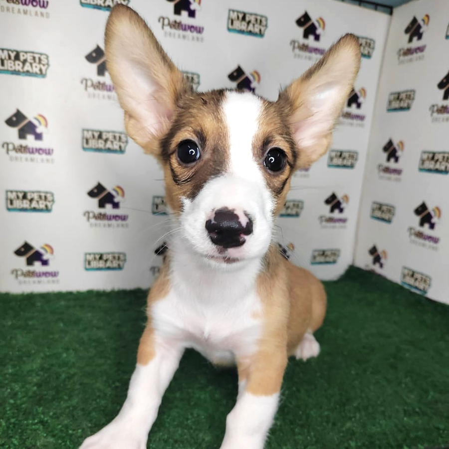 Pembroke Welsh Corgi Mix Puppy (Male) For Sale