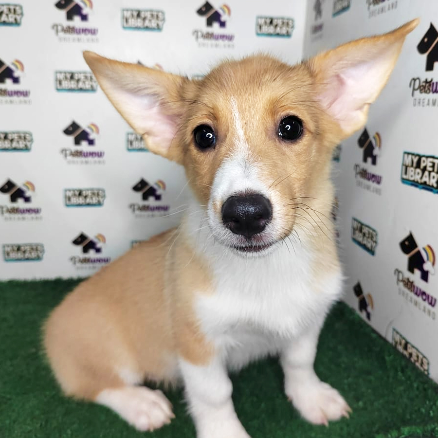 Pembroke Welsh Corgi Puppy (Male) For Sale