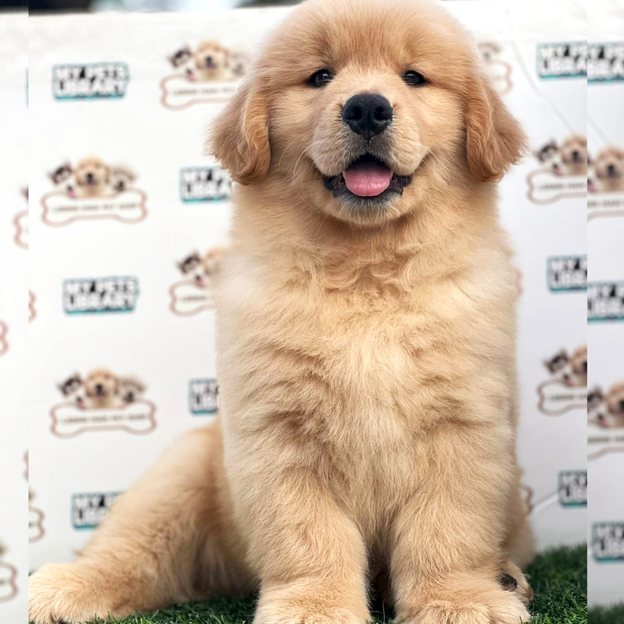 Golden Retriever Puppy (Female) For Sale