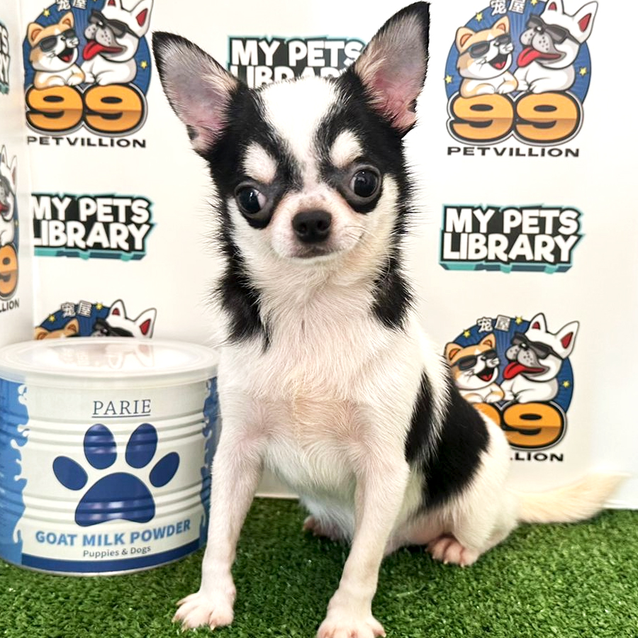 Chihuahua Puppy (Male) For Sale