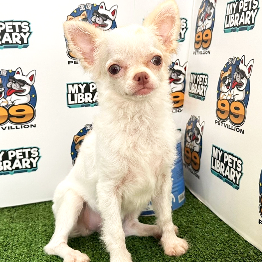 Chihuahua Puppy (Female) For Sale