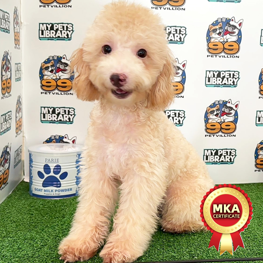 MKA Miniature Poodle Puppy (Male) For Sale