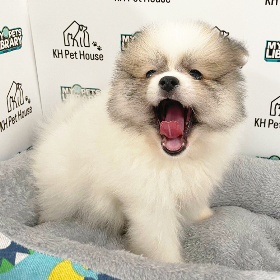 Pomeranian Puppy (Female) For Sale