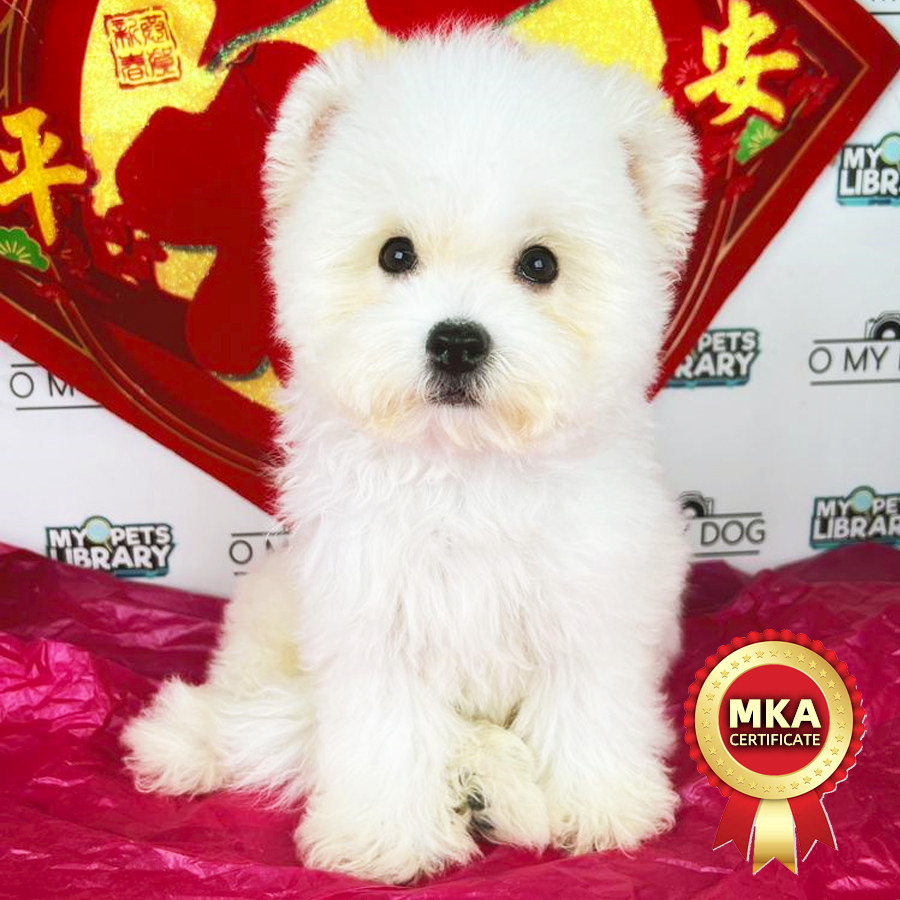 MKA Bichon Frise Puppy (Male) For Sale