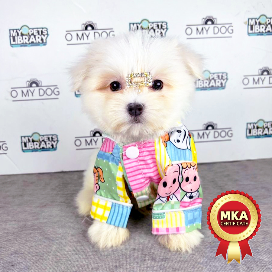 MKA Tiny Maltese Puppy (Male) For Sale
