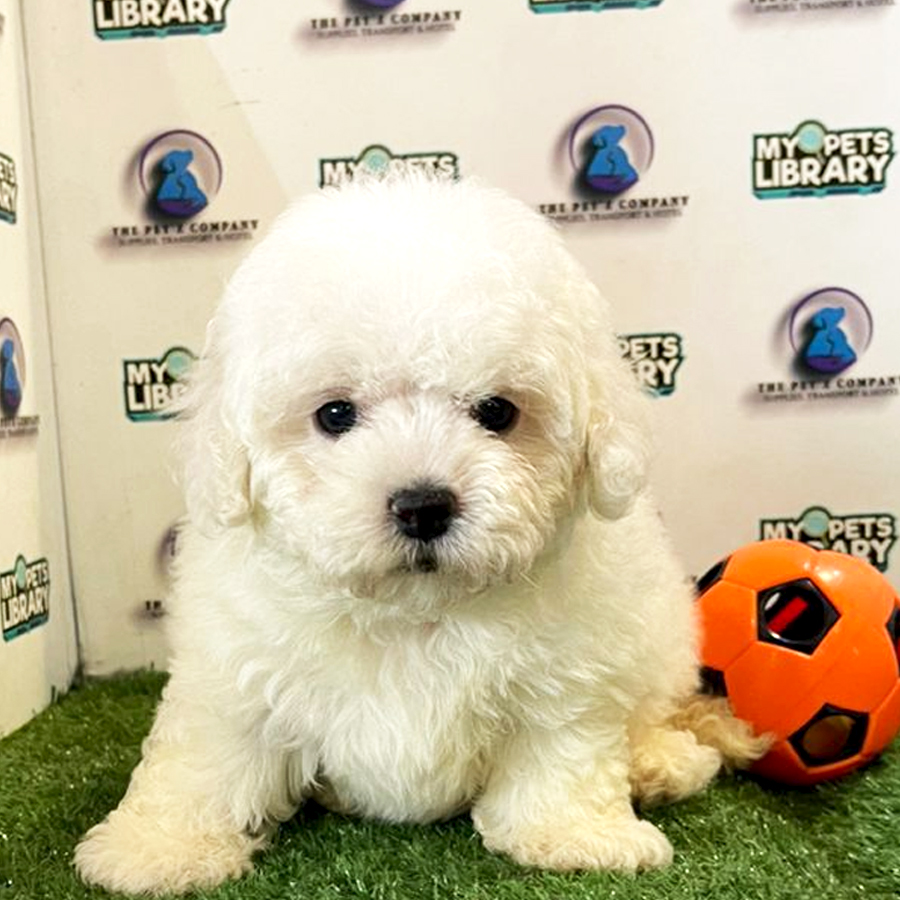 Bichon Frise Puppy (Male) For Sale