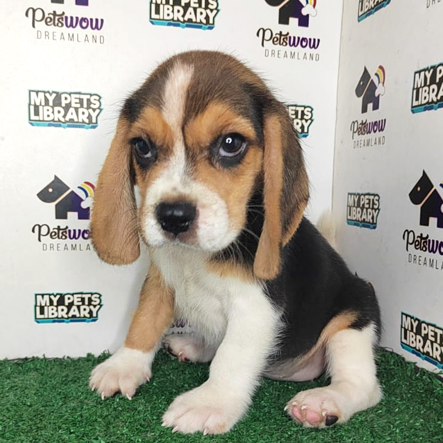 MKA Beagle Puppy (Female) For Sale