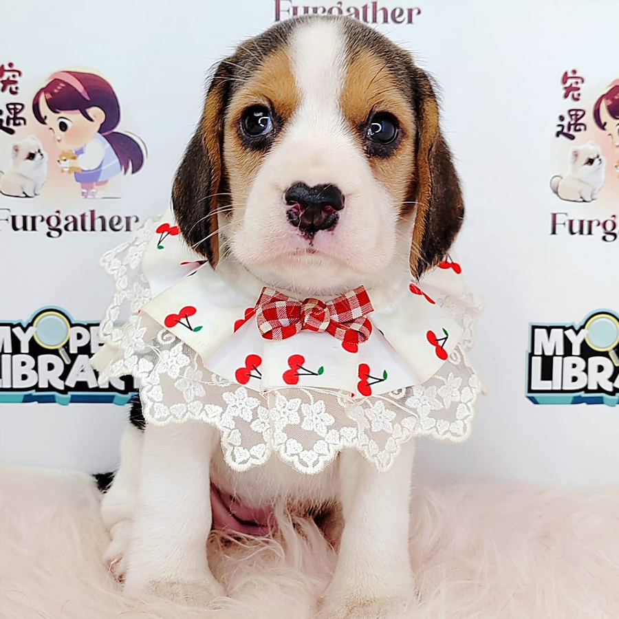 Beagle Puppy (Female) For Sale